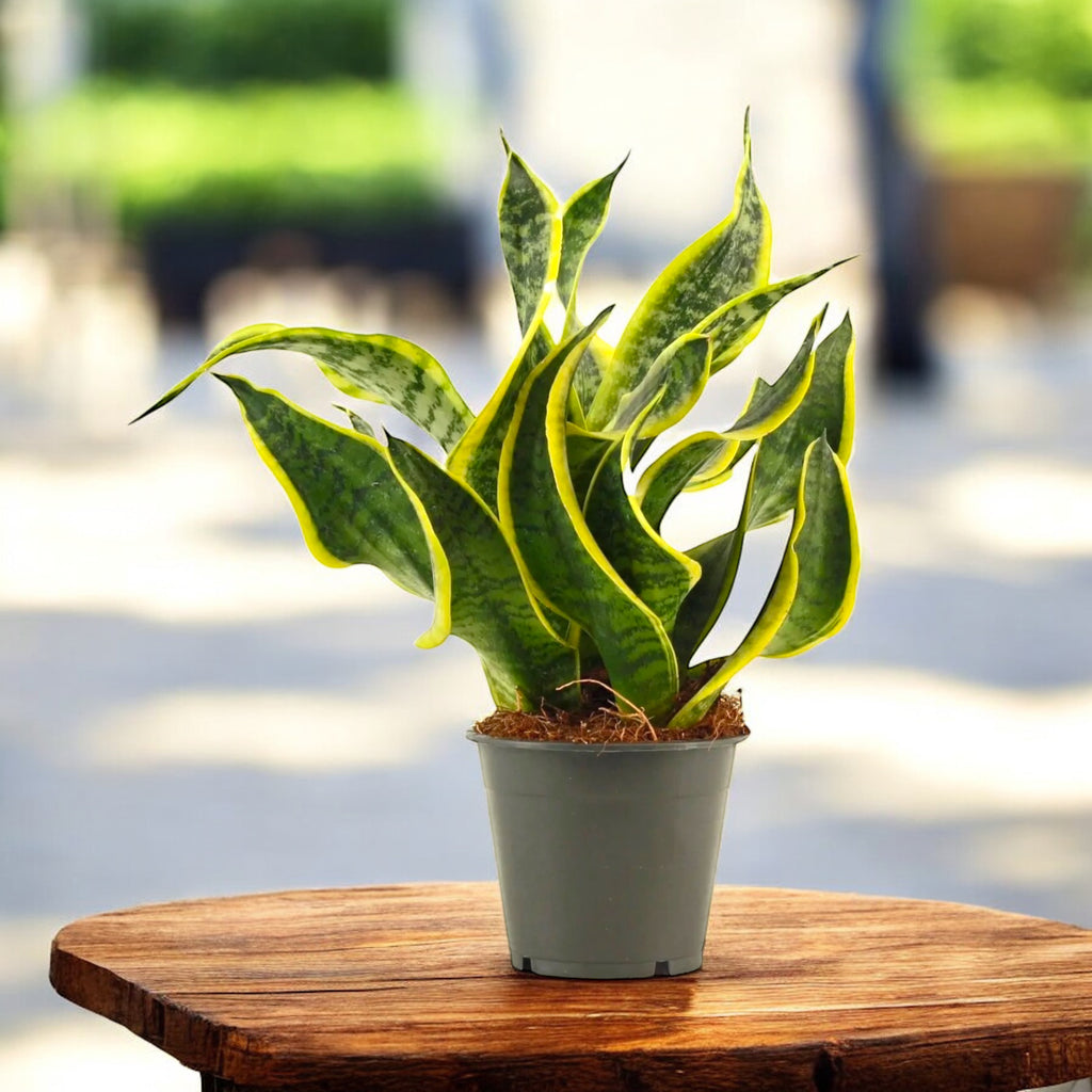 Sansevieria 'Dragon Tongue' - variété rare à feuillage compact