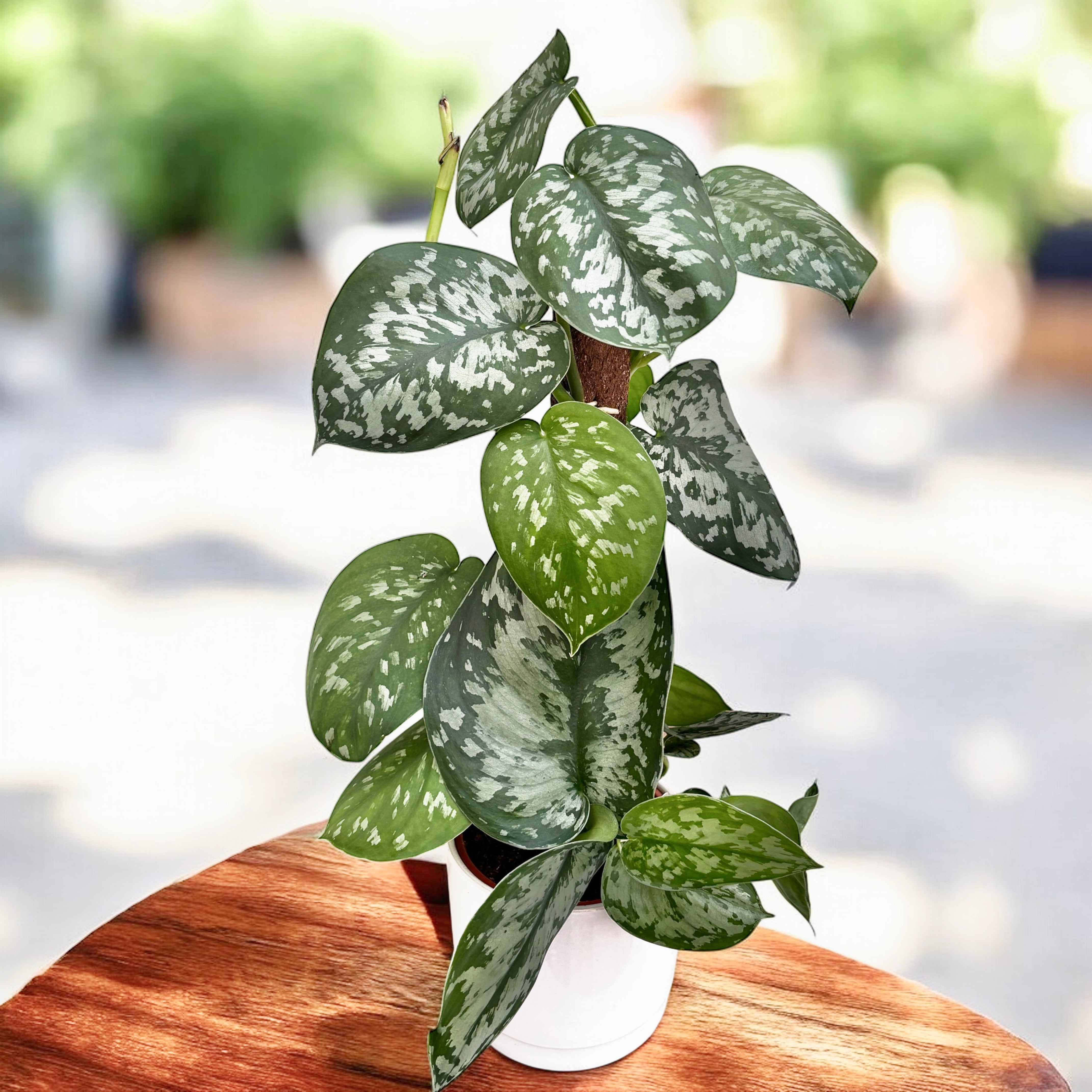 Scindapsus pictus 'Trebie' – planta tropicala cu frunzis argintiu