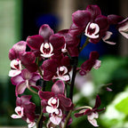 Phalaenopsis Kaoda Twinkle 'Chocolate Drop' (Black Widow) - profumata (Paesi Bassi)