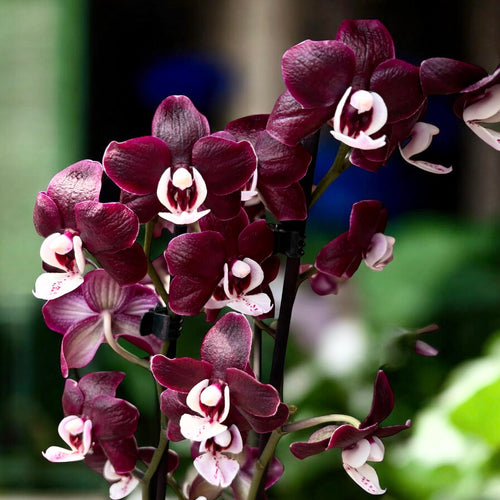 Phalaenopsis Kaoda Twinkle 'Chocolate Drop' * αρωματική