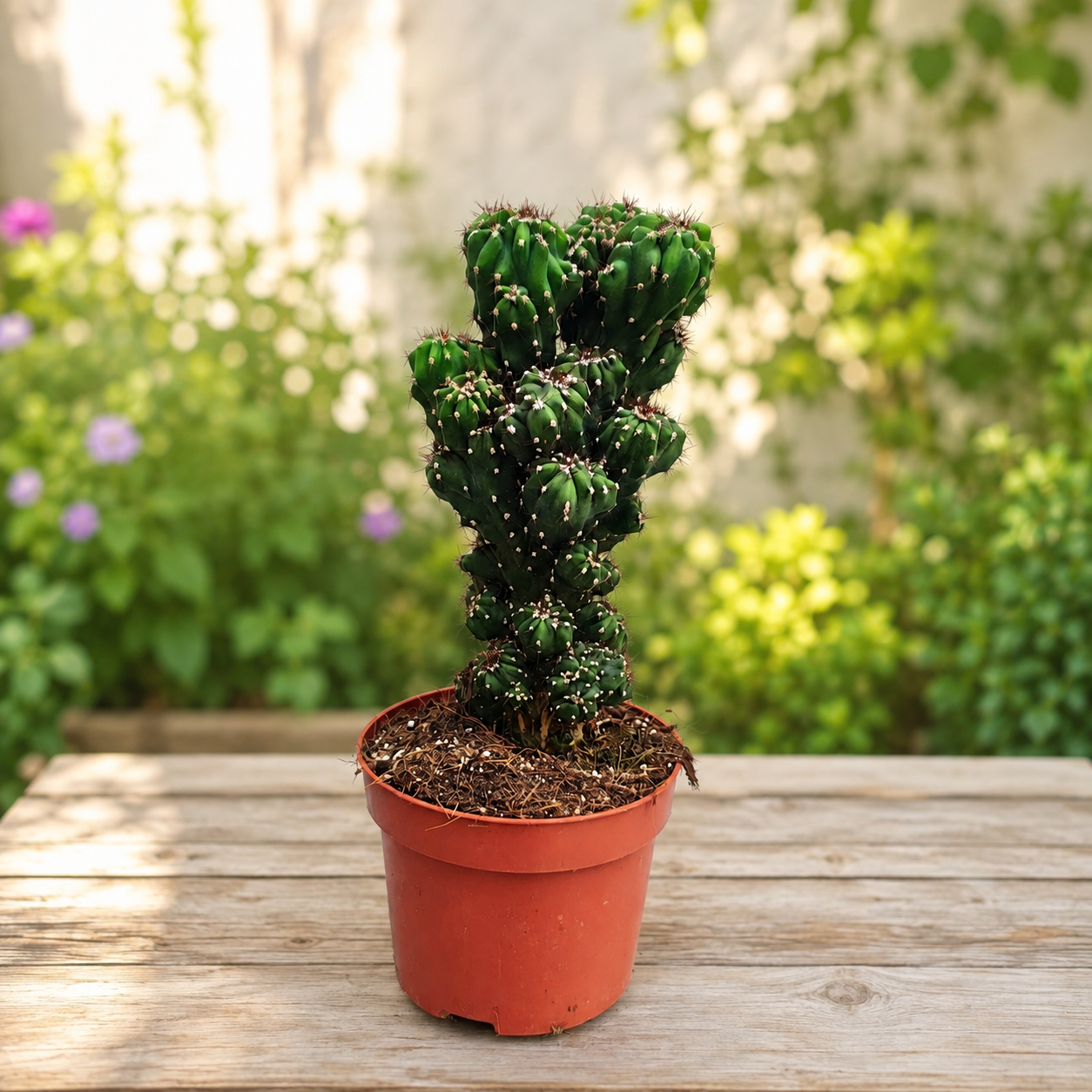 Cereus peruvianus 'Monstrosus'