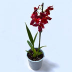 Vuylstekeara Senorita Roja