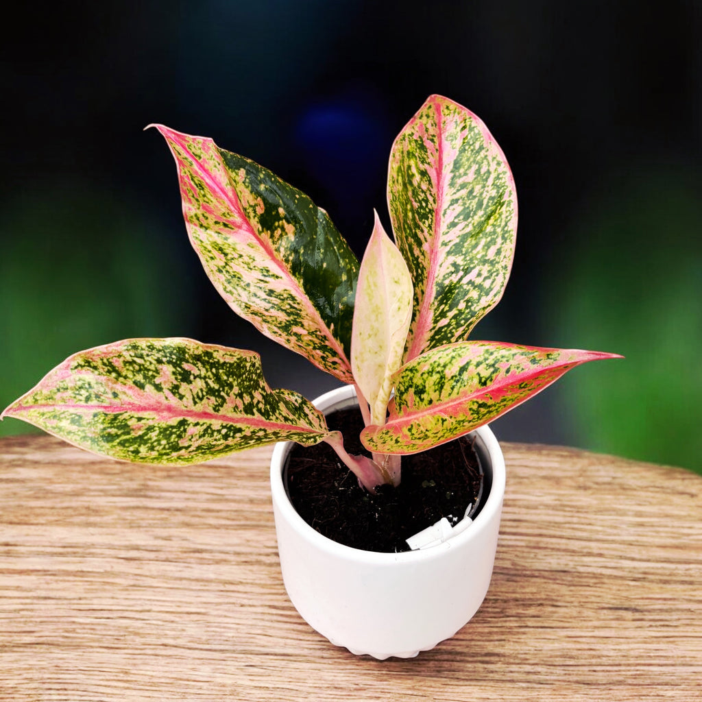 Aglaonema ‘Prestige’ – frumusete exotica in nuante de roz si verde tropical
