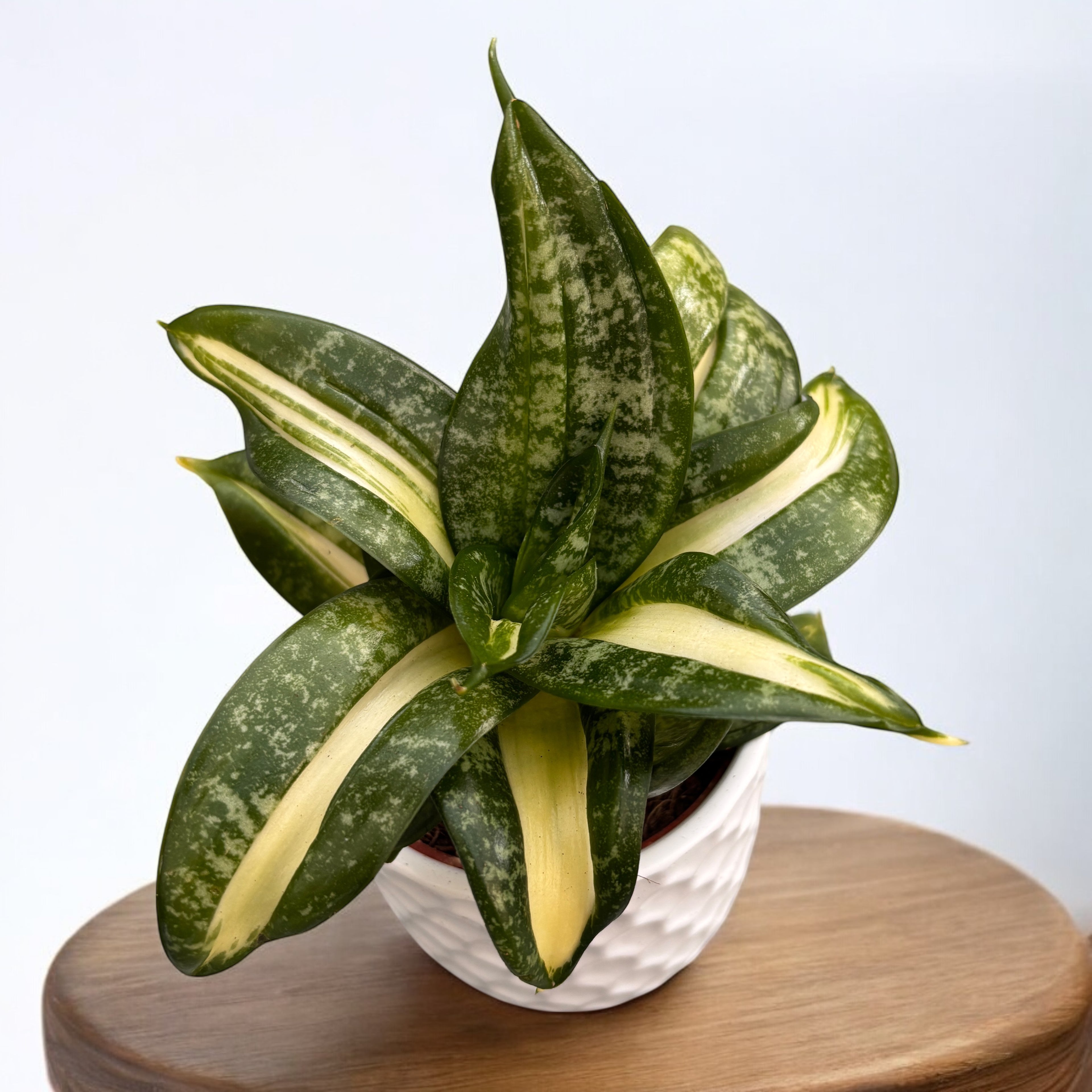 sansevieria hahnii swirls Sansewieria trifasciata 'Hahnii Spiral Star' – Secret Garden Plant Shop