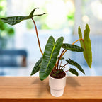 Philodendron billietiae – petiole portocalii, specie botanica rara