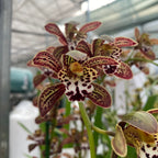 Cymbidium Magic Chocolate