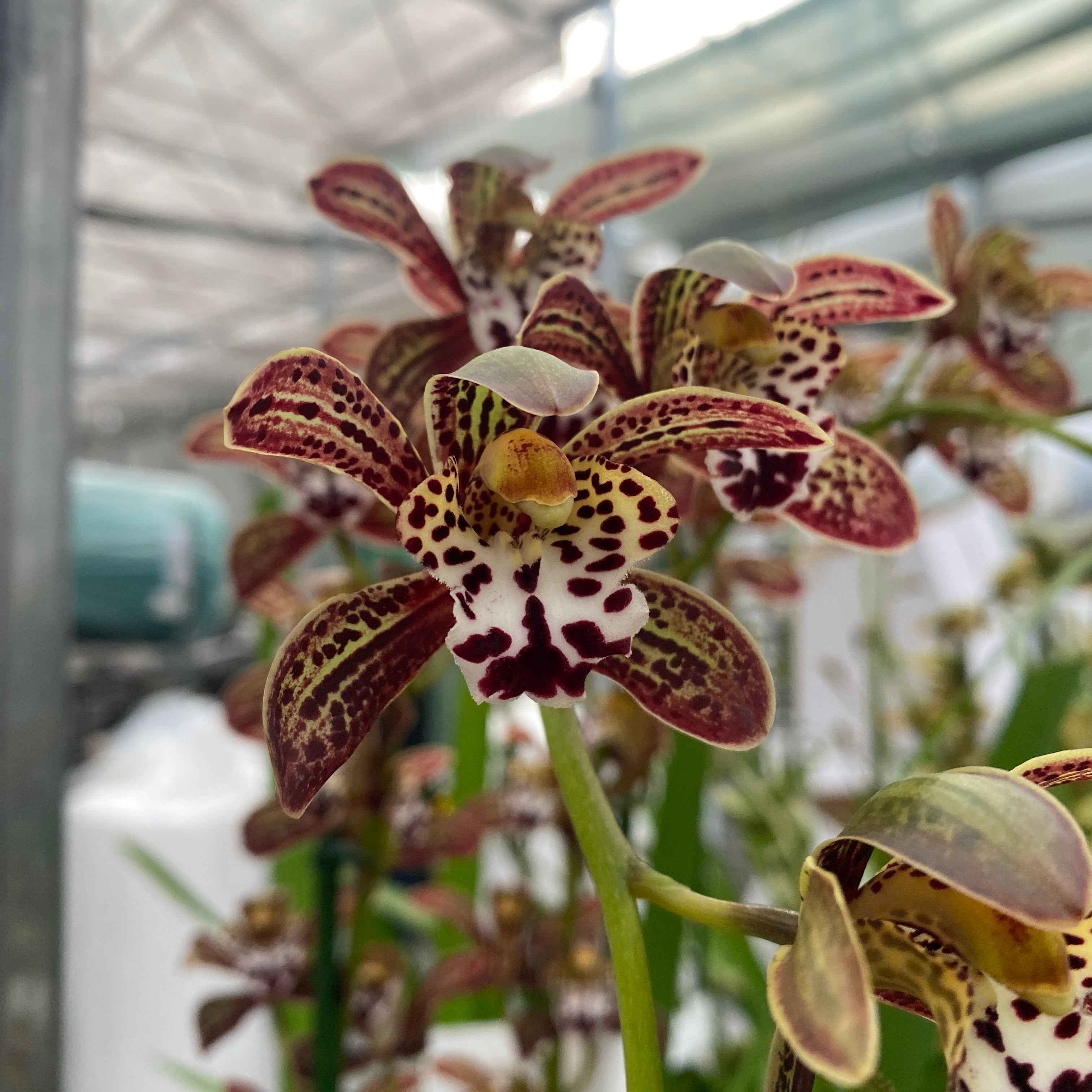 Cymbidium Magic Chocolate