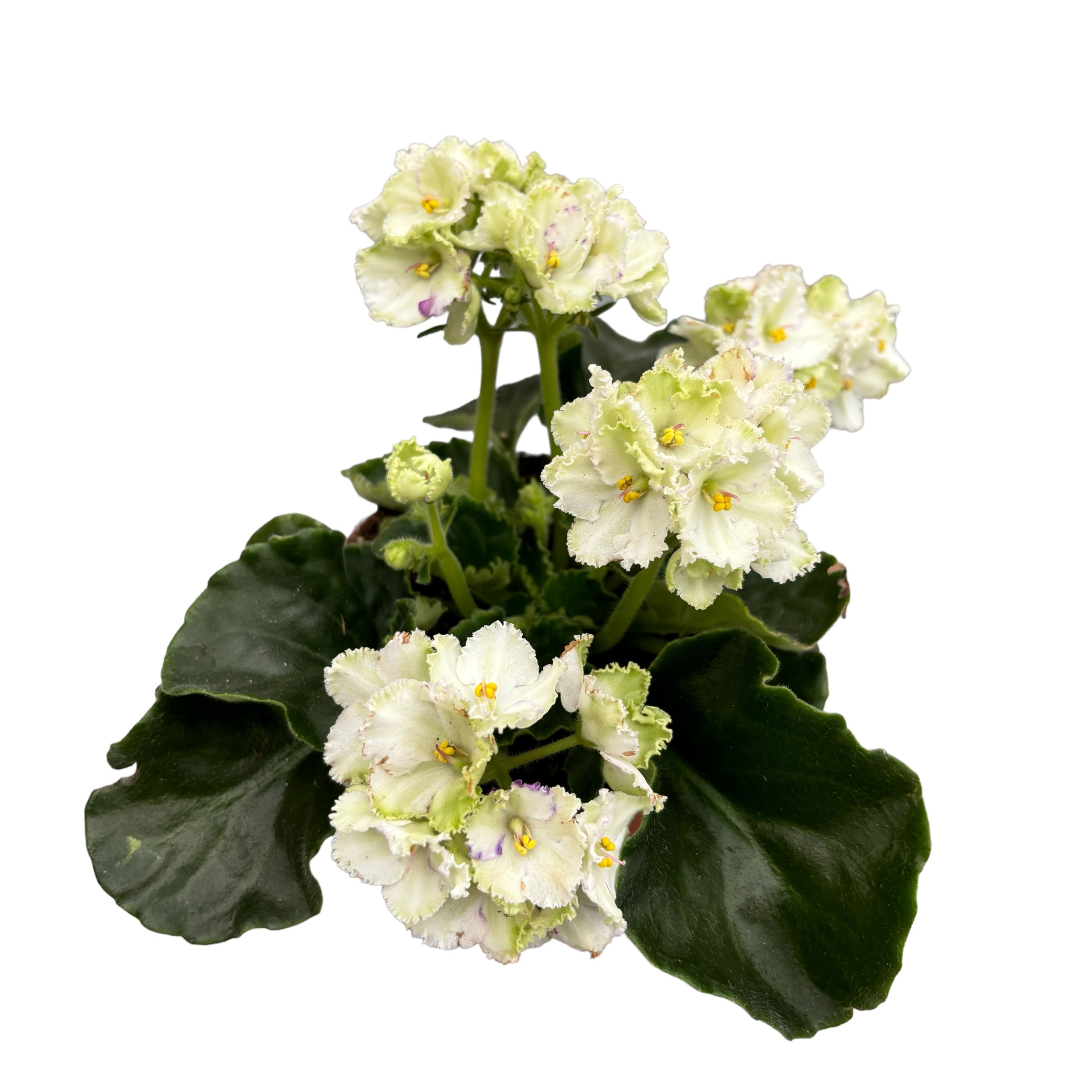 Violete albe- verzi - Saintpaulia Inova Xtra The Green (variation 2)