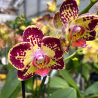 Phalaenopsis Erdbeerkuchen