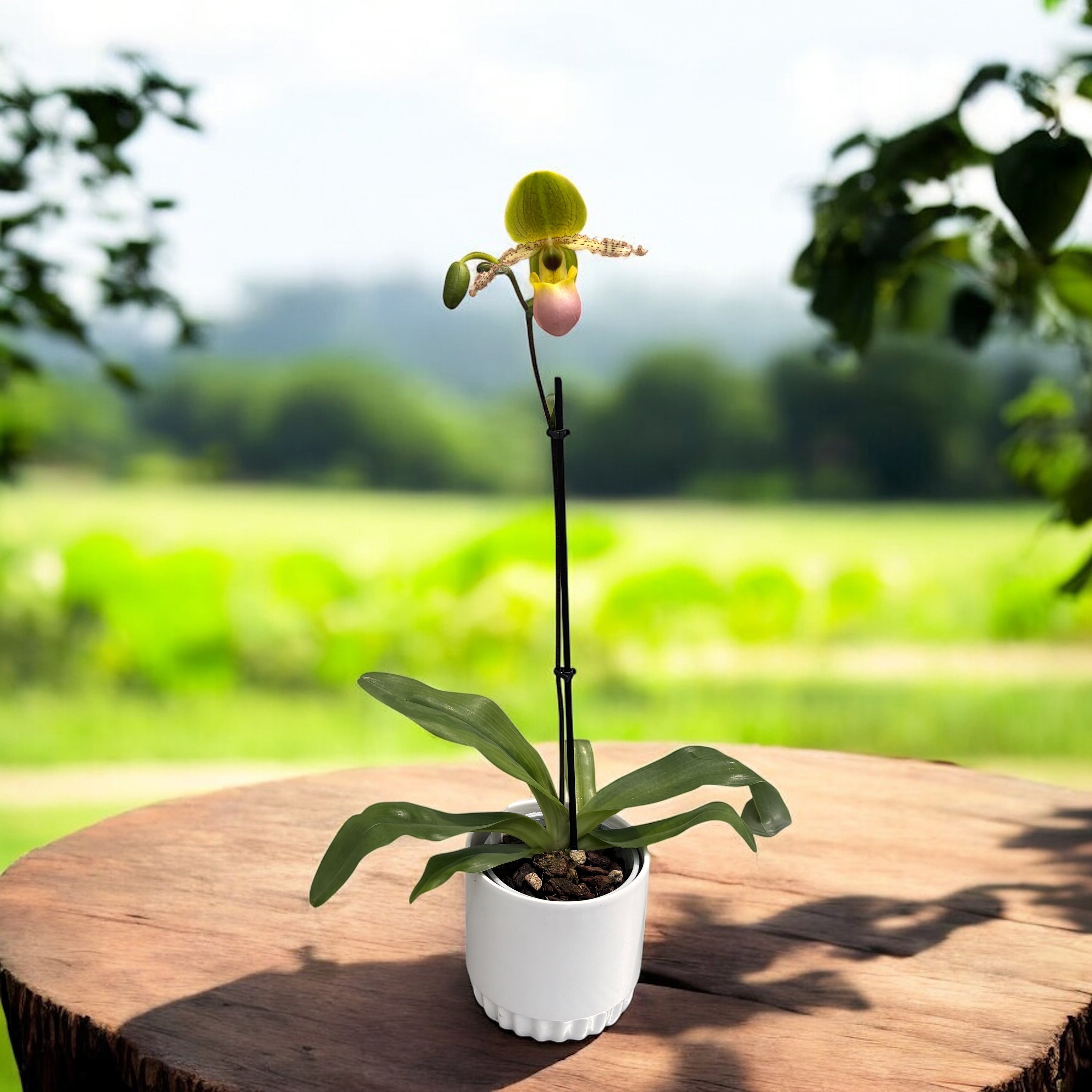 Paphiopedilum Pinocchio (glaucophyllum x primulinum) secvential/multiflower