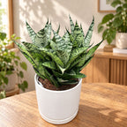 Sansevieria ‘Star Ming Green Marble’ - Bogenhanf mit marmoriertem Laub