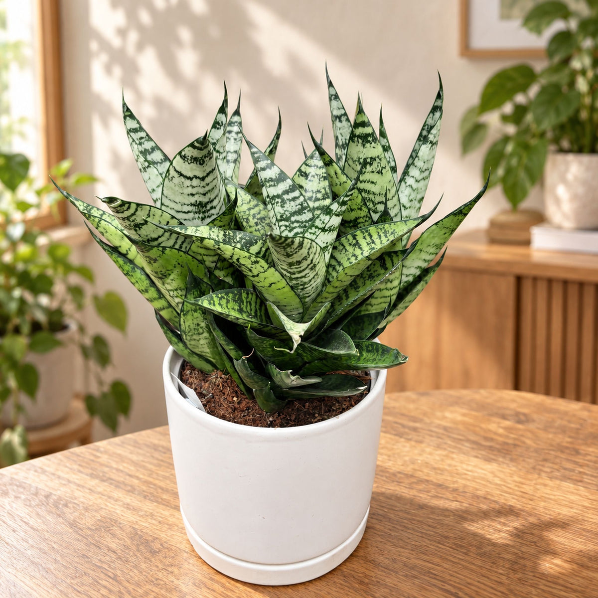 Sansevieria ‘Star Ming Green Marble’ - Bogenhanf mit marmoriertem Laub
