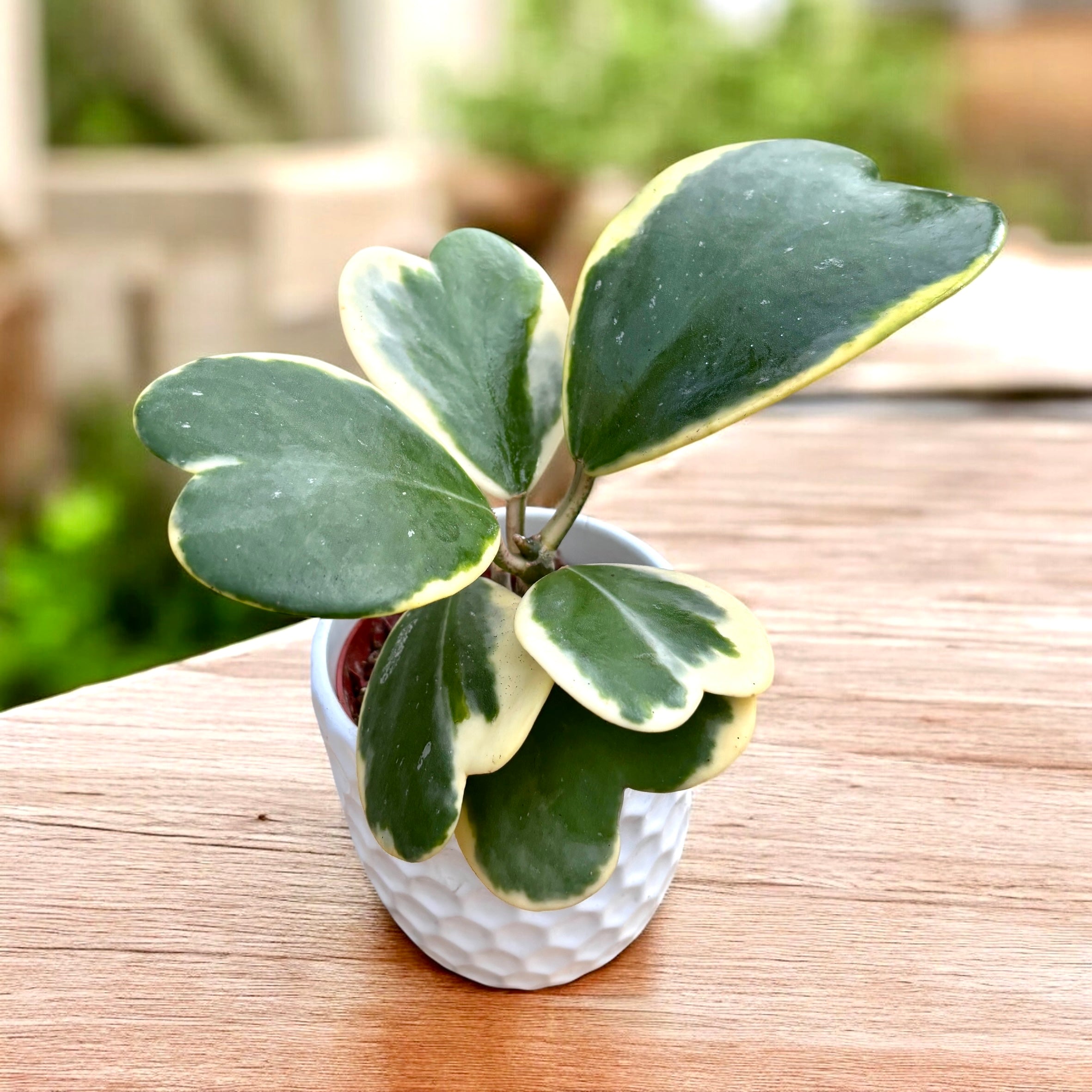 Hoya kerrii 'Albomarginata' - illatos