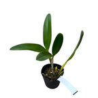 Lc. Puppy Love 'Prava Ljepota' HCC/AOS *mirisna