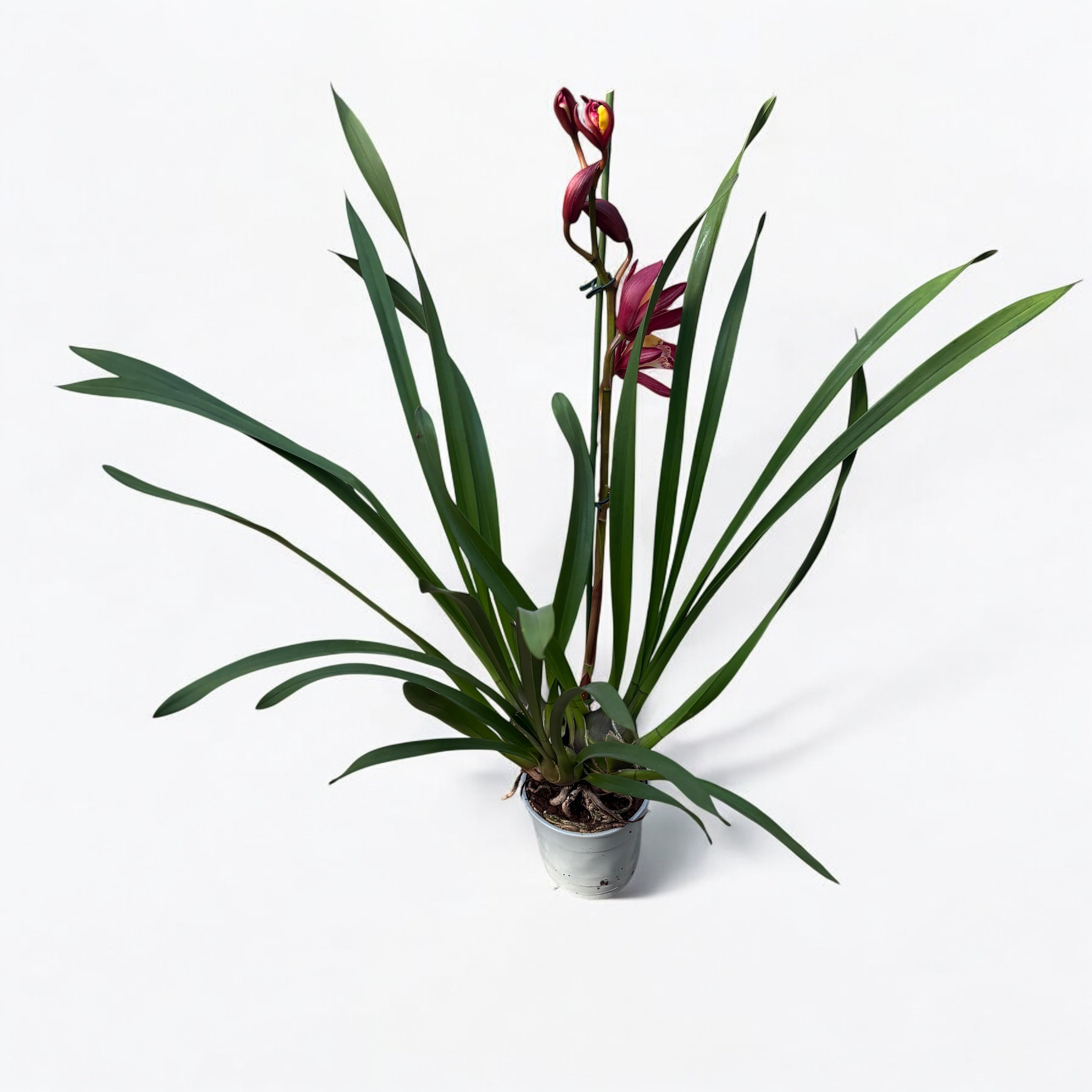 Cymbidium « Flèche Rouge »