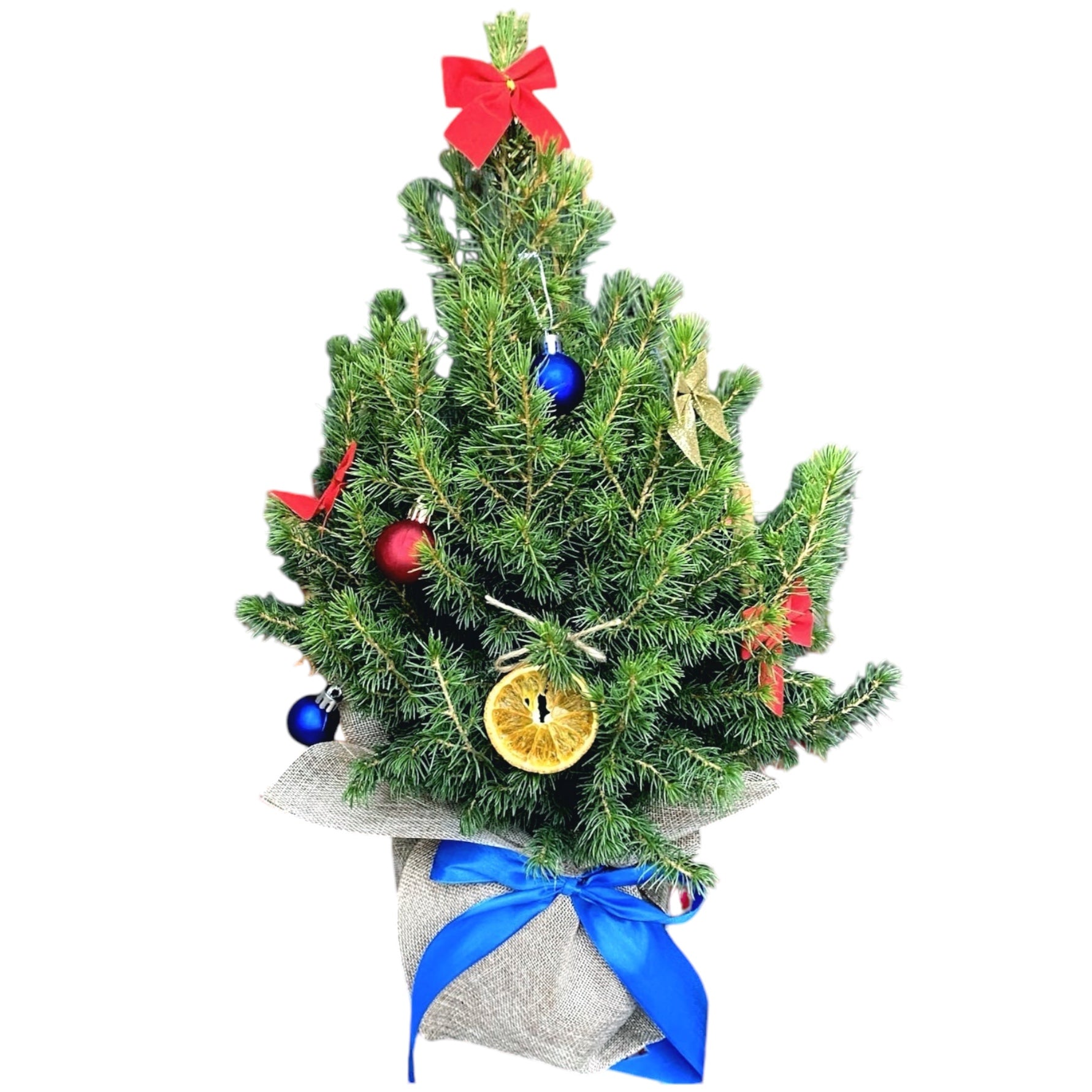 Brad natural ambalat de cadou si impodobit ‘BlueSpark’