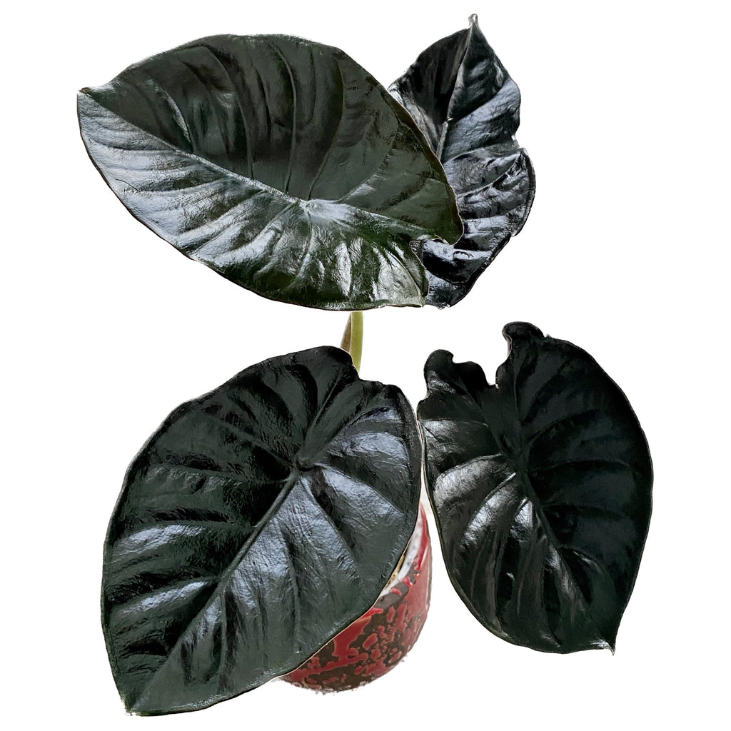 Alocasia infernalis