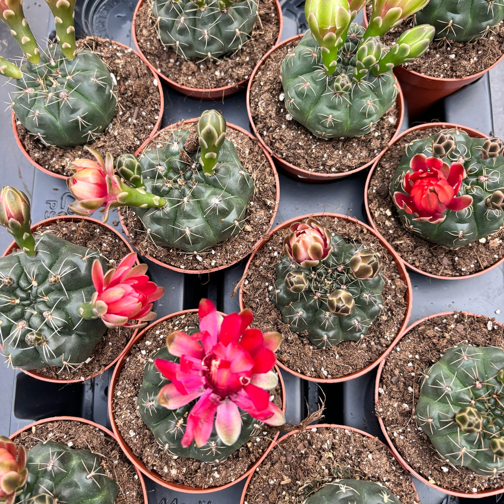 Gymnocalycium baldianum keverék D8