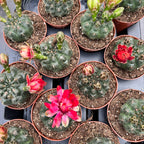 Gymnocalycium baldianum mix D8