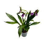 Zygopetalum James Strauss 'Scentsation' - Hyazinthen-Duft