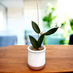 Hoya patella 'Pink' (IML 1096)