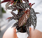 Begonia maculata ‘Ruby Compact’ - blad met zilveren vlekken en spectaculaire robijnrode glans