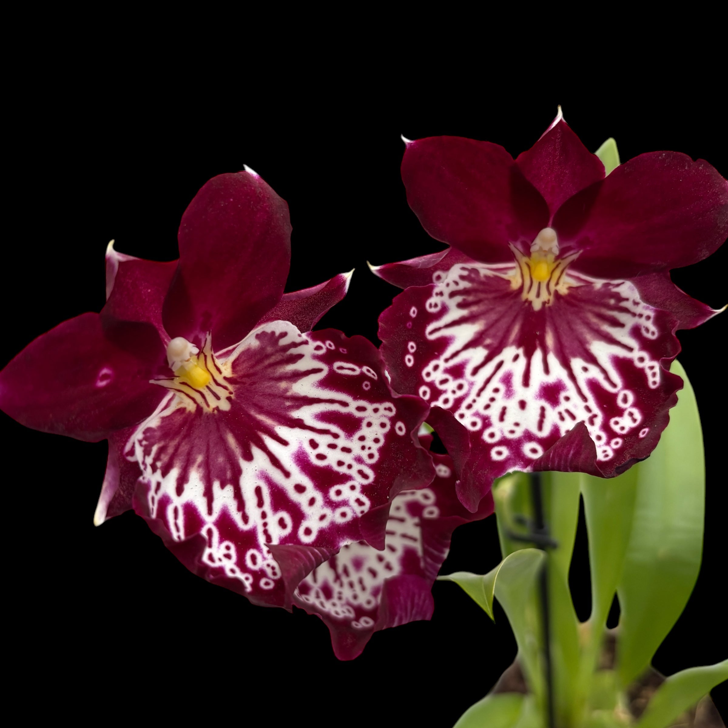 Miltoniopsis