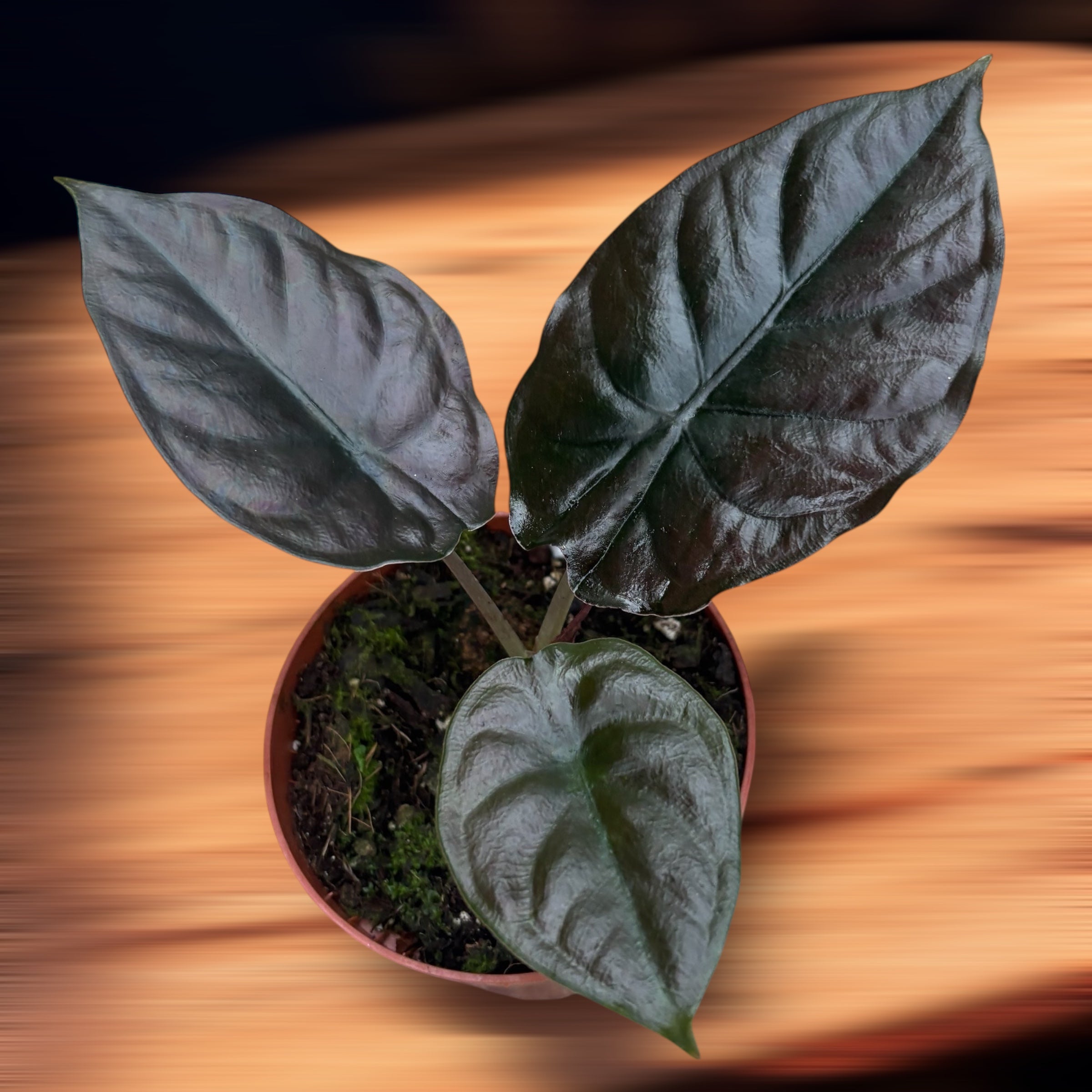 Alocasia 'Black Magic'