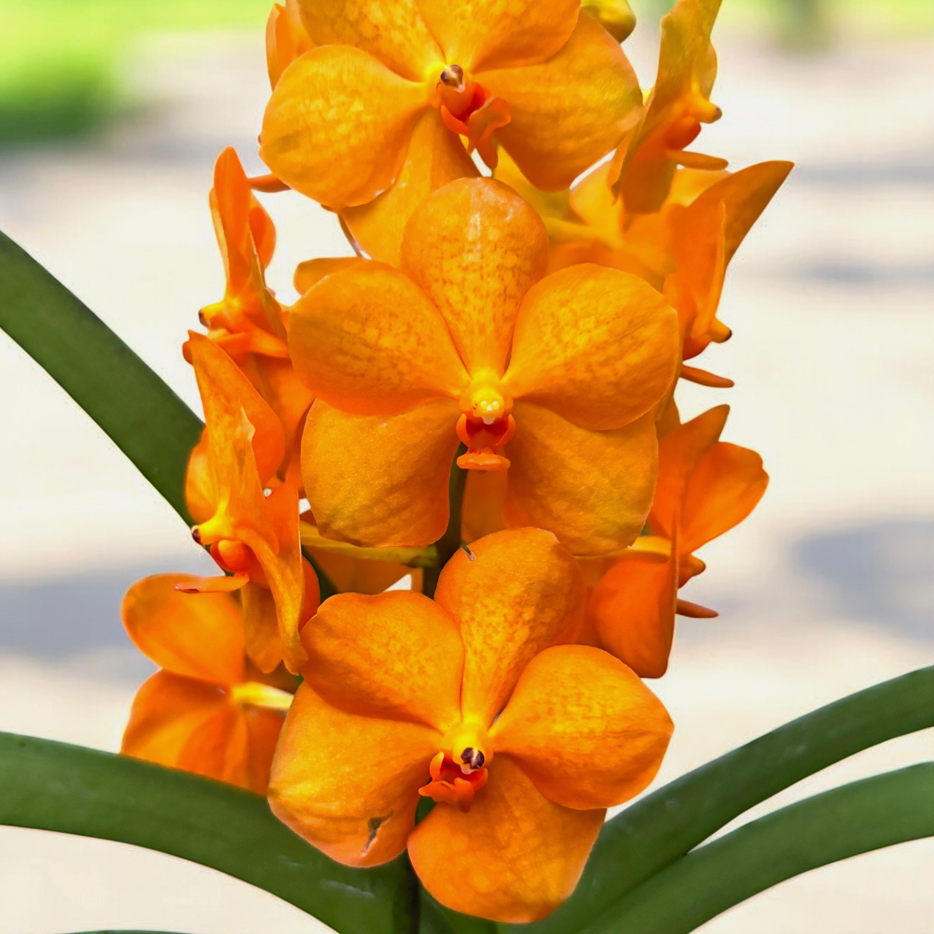 Vanda Orange (Ansu)