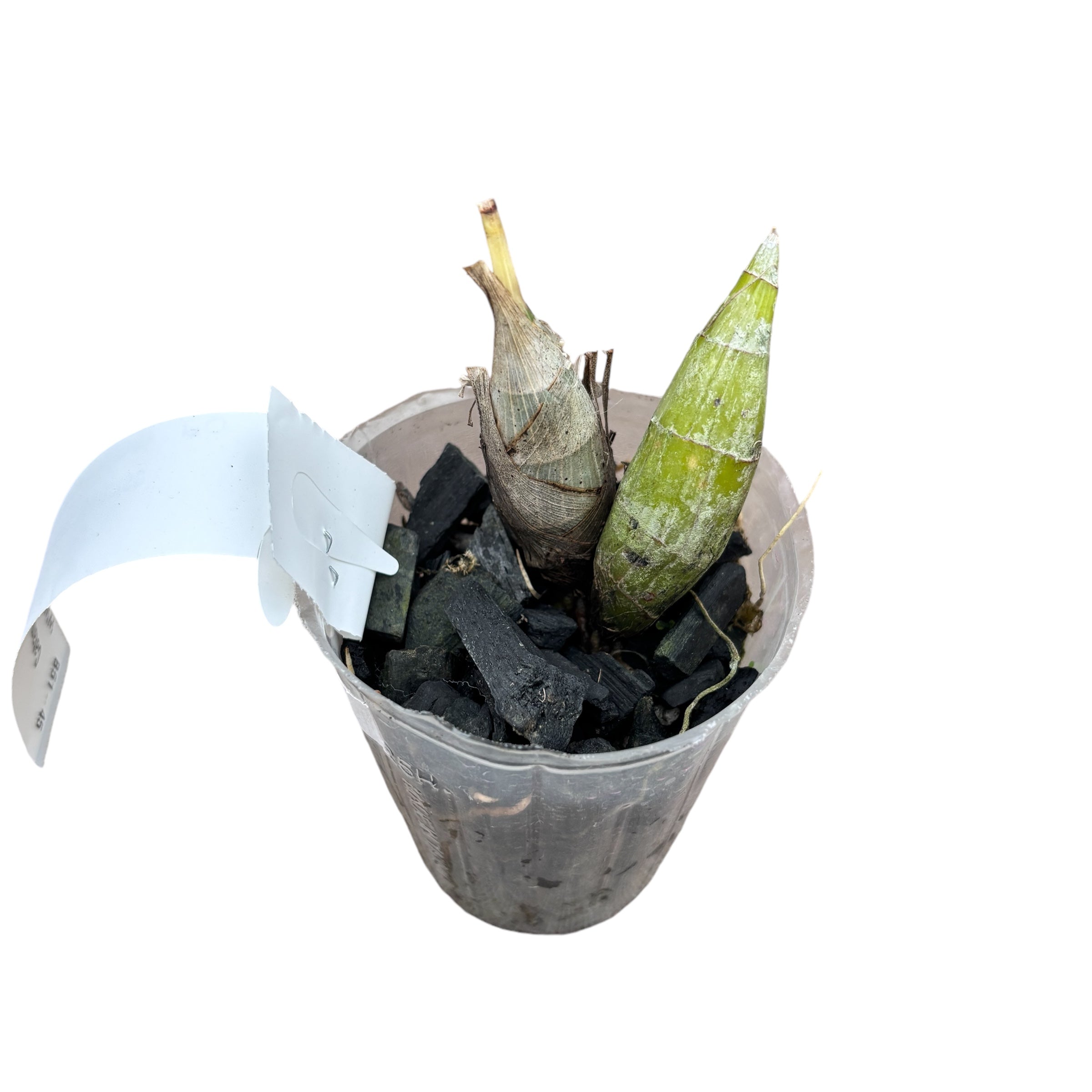 Catamodes Jumbo Riot 'Sunrise'