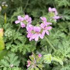 Duftende Mückenabwehrende Geranien - Pelargonium (Graveolens Gruppe) 'Isko Lemon'