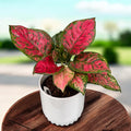 Aglaonema 'Crimson Love'