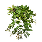 Aeschynanthus 'Caro Improved' (Rostlina rtěnka) 2-3 rostliny/květináč