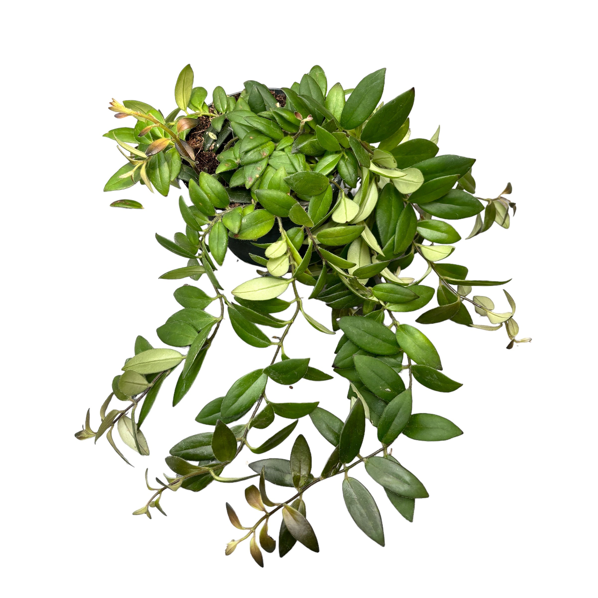 Aeschynanthus 'Caro Improved' (Lipstick plant) 2-3 plante/ghiveci