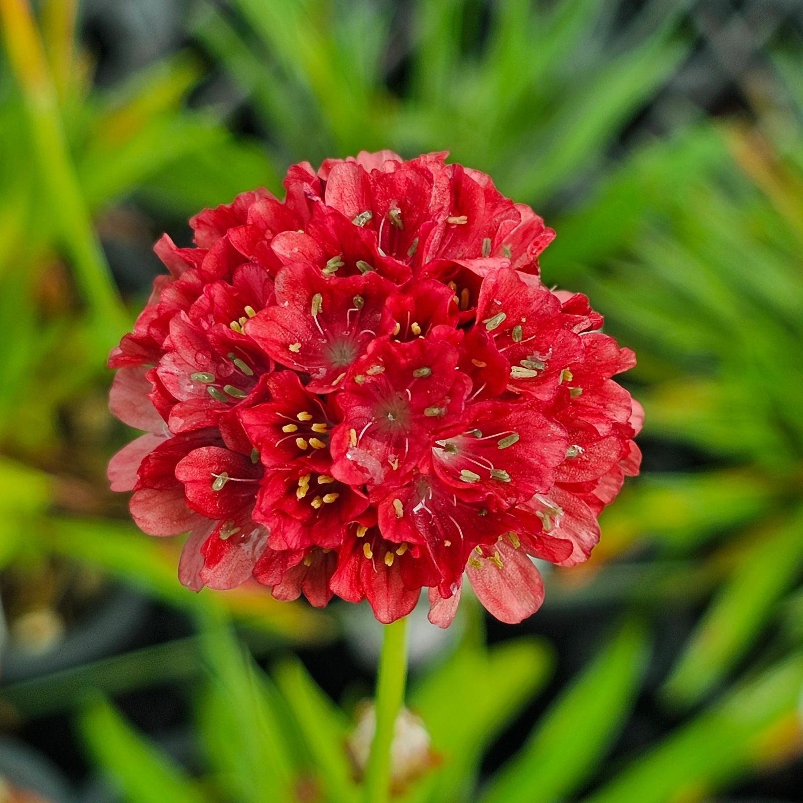 Armeria pseudarmeria 'Ballerina Red' -  Planta perena cu flori rosii globulare, pentru borduri, rocarii si gradini insorite