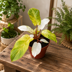 Philodendron 'Snowdrift'