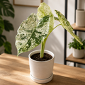 Alocasia odora 'Variegata-Batik'