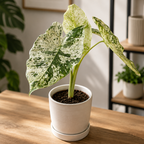 Alocasia odora 'Variegata-Batik'