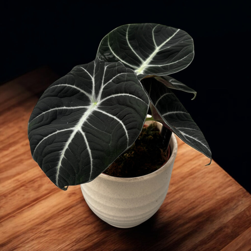 Alocasia reginula 'Black Velvet'