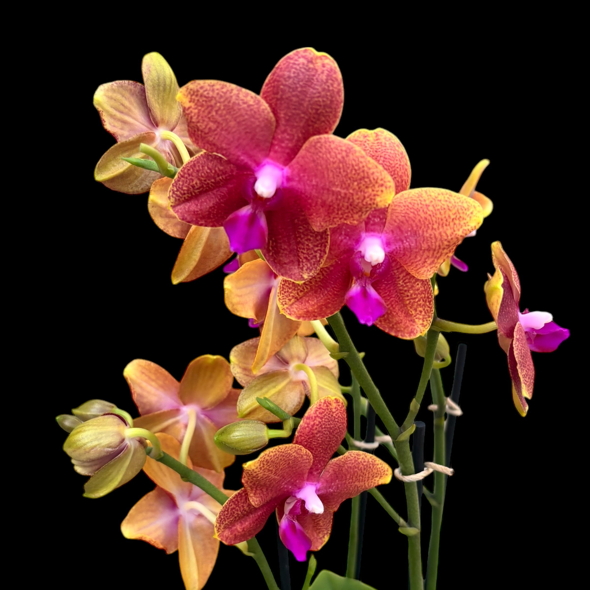 Phalaenopsis Bronze Buddha (Magical) - flori parfumate