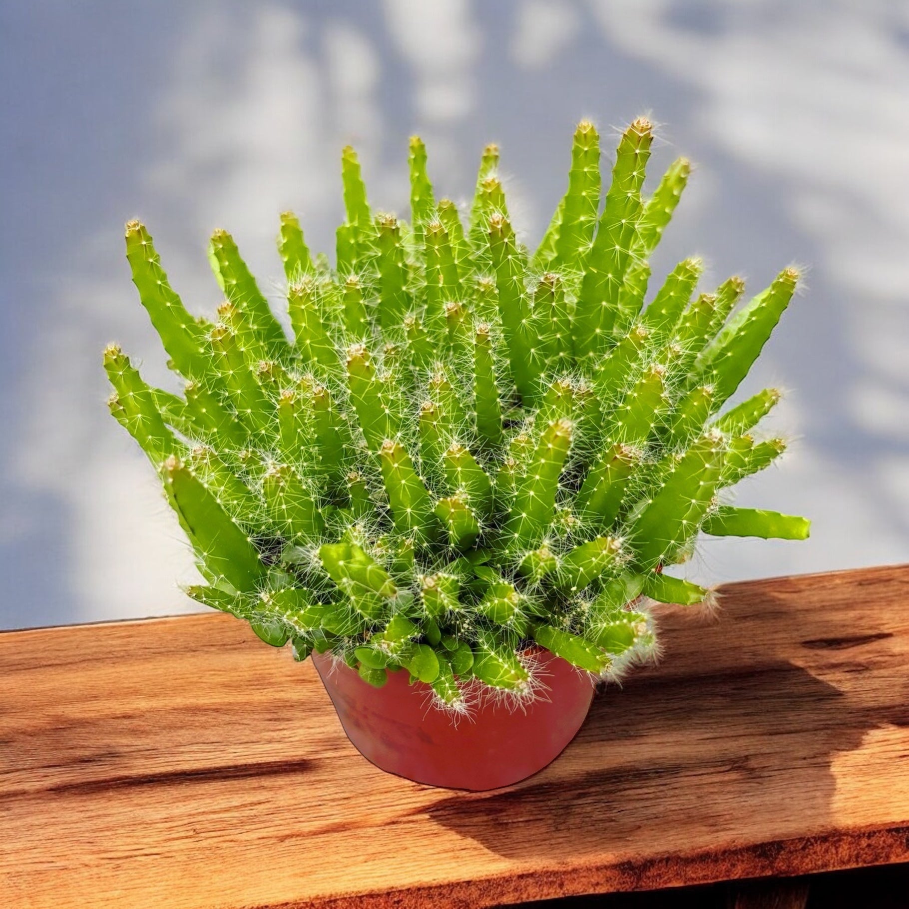 Hylocereus undatus (fructul dragonului)