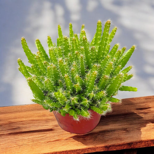 mistletoe cactus propagation Rhipsalis burchellii main image 1