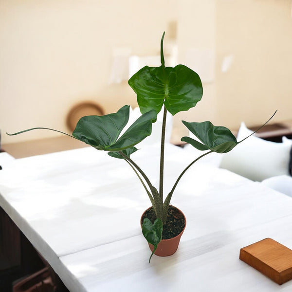 Alocasia macrorrhiza 'Stingray'