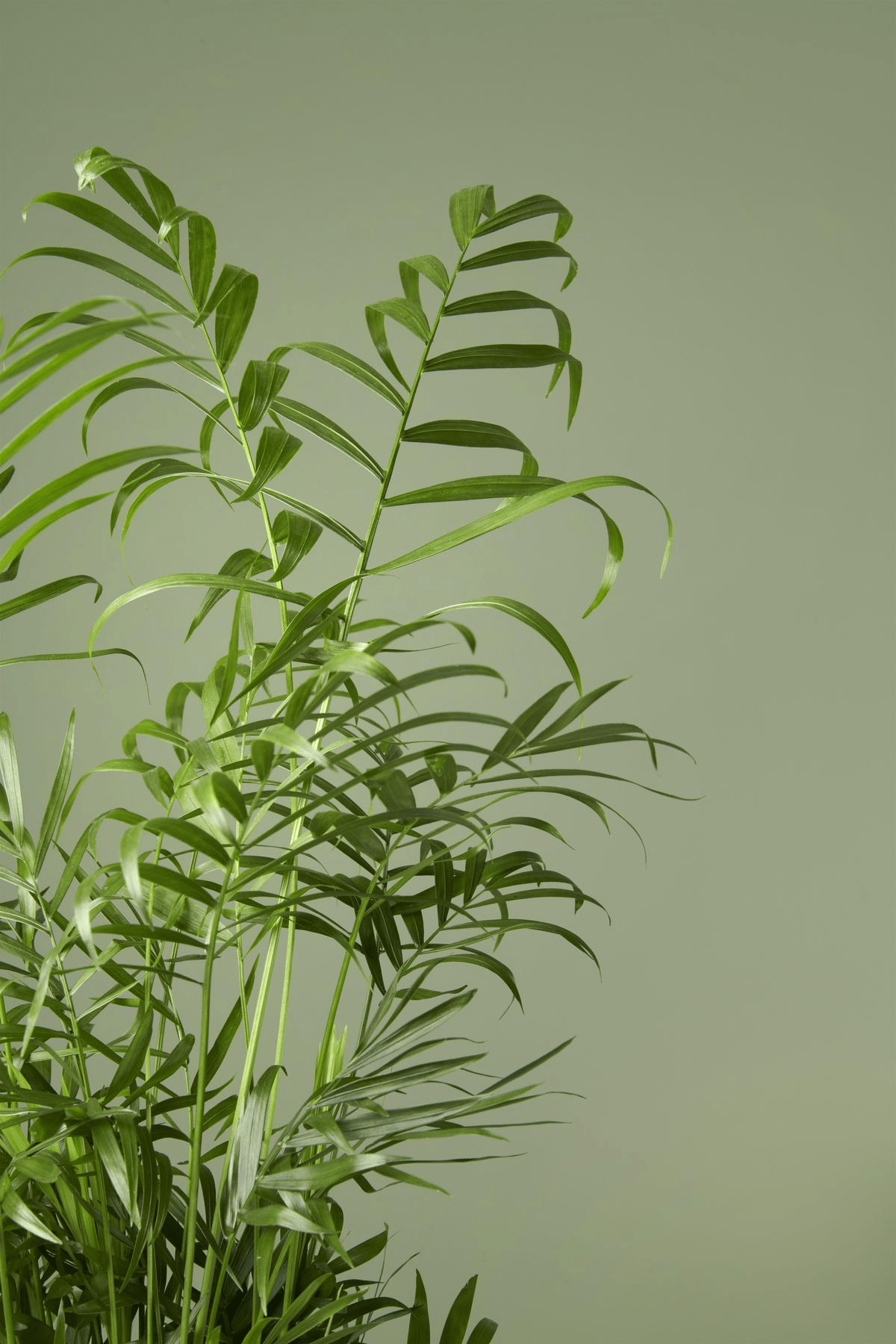 Chamaedorea elegans – palmierul pitic, elegant si usor de ingrijit D9