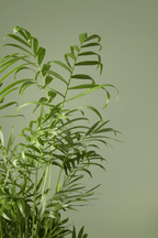 Palmier Chamaedorea Elegans (Trpasličia izbová palma)