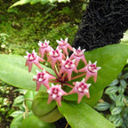Hoya darwinii