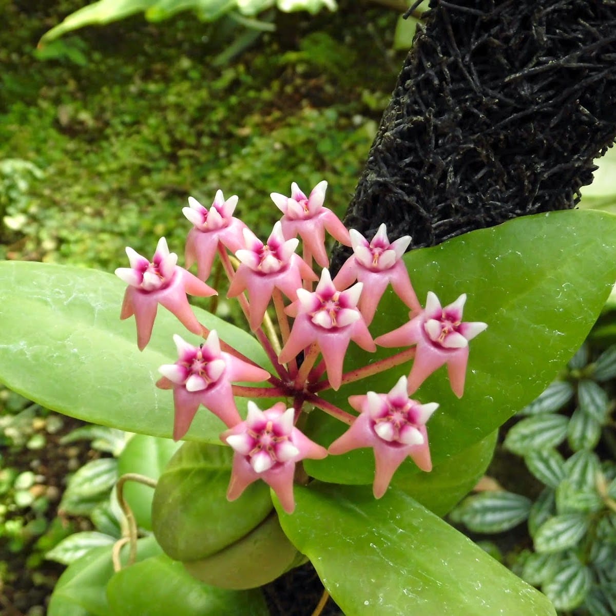 Hoya darwinii