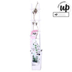 Κληματίδα με μεγάλα δίχρωμα άνθη - Clematis 'Corinne' ('Evipo063') (Ομάδα Μεγάλα Άνθη Όψιμη)