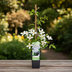 Clematite cu flori albe XL - Clematis 'Huldine' (Late Large-flowered Clematis)
