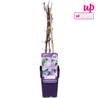 Clematite - Clematis 'Justa'